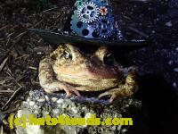 /home//u458753944/public_html/sourcegallery////////////Roxborough Toad Detour/2021/2021-03-26/P3260029.JPG